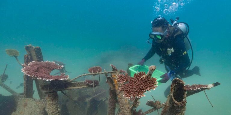 O estado precário dos recifes de coral da China
