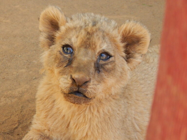 África do Sul deve reprimir a indústria exploradora de leões em cativeiro