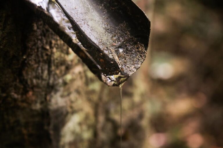 Semana do Meio Ambiente: projeto ajuda a estruturar cadeias produtivas que mantêm floresta em pé