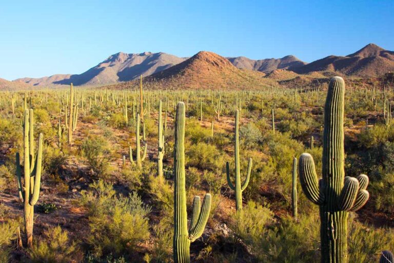 O lugar mais quente da Terra? Deserto de Sonora