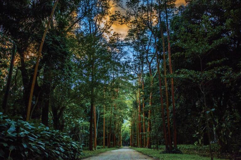 DO VERDE HOSTIL À PAISAGEM APRECIADA, JARDIM BOTÂNICO DO RJ FAZ 213 ANOS