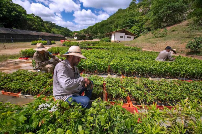 Zurich e Instituto Terra dão pontapé inicial em projeto para recuperar Mata Atlântica