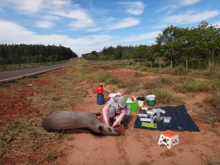 ANTAS CONTAMINADAS: Pesquisa conclusiva comprova que animais estão sendo impactados por agrotóxicos no Cerrado de MS