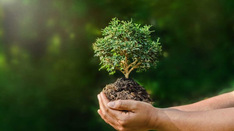 BNDES selecionará fundos para apoiar negócios com impacto socioambiental