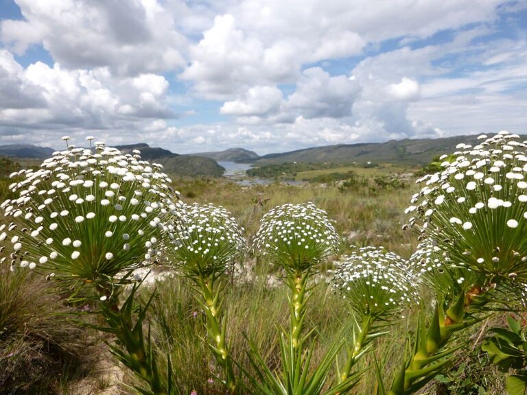 Aplicativo mapeia mais de cinco mil famílias em territórios tradicionais no Cerrado
