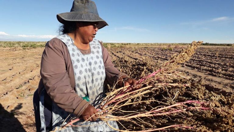 O Canadá apoiará com US $ 6,5 milhões os pequenos produtores da Bolívia, Honduras, Nicarágua e Peru, impactados pela pandemia