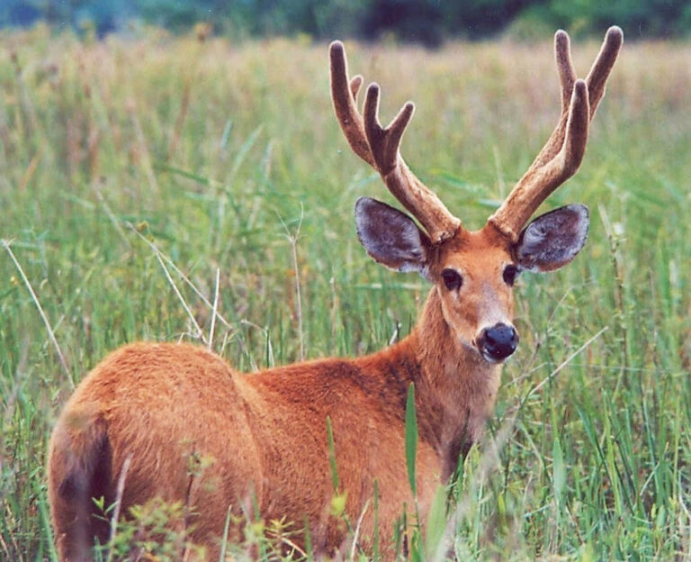 Perda de áreas úmidas afeta espécie ameaçada de extinção na Bacia do rio Paraná