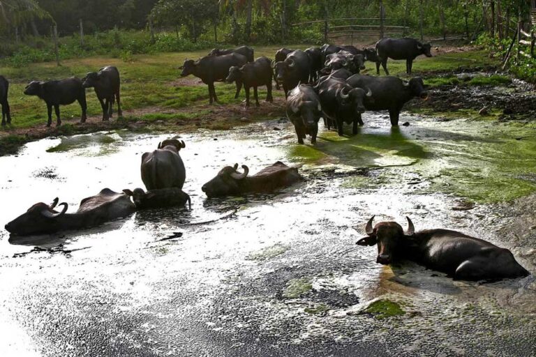 Na Amazônia, área destinada para a agropecuária cresce enquanto número de ocupados no setor cai