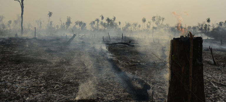 Sem combate, desmatamento mantém alta em 2021