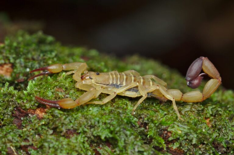 Escorpião extremamente raro no Brasil é encontrado no Amazonas