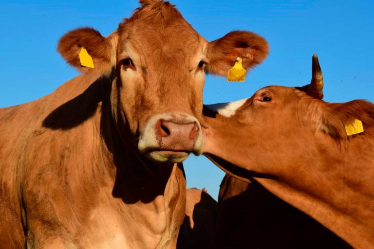 Amazônia pode produzir mais carne sem desmatar e gastando menos, mostra estudo
