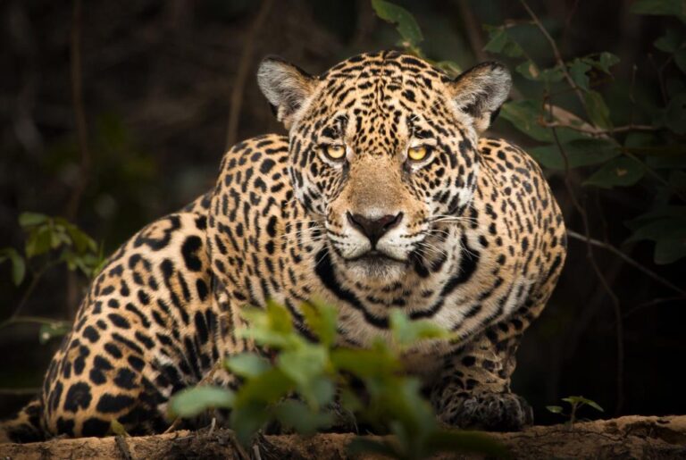 Dia do Pantanal: iniciativa trabalha para documentar e ampliar conhecimento sobre o bioma
