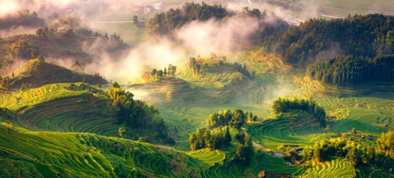 COP26: Mais de 100 países se comprometem com o fim do desmatamento