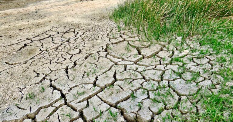 Ameaça à biodiversidade: aquecimento global pode ser aliado de plantas invasoras