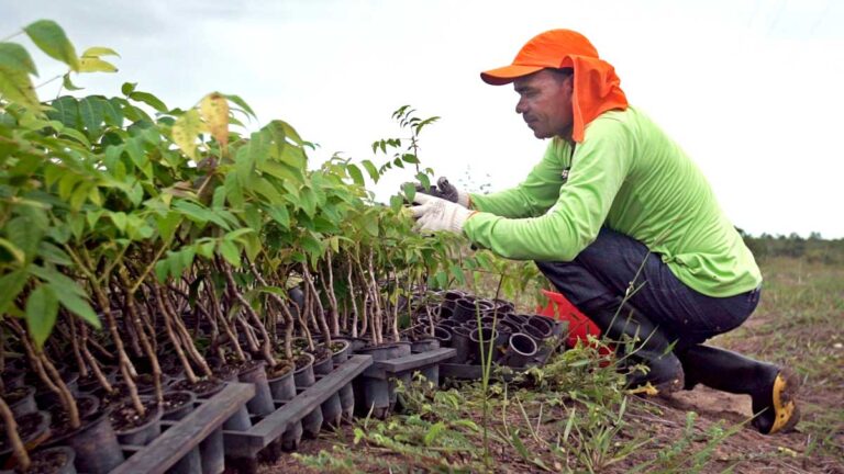Cultivo de árvores nativas brasileiras gera retorno ao investimento de até 28,4% ao ano