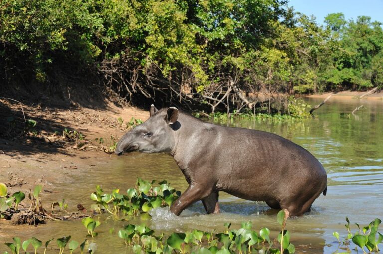 Na Mata Atlântica, um dos biomas mais ameaçados da América do Sul, o futuro da anta brasileira está em risco