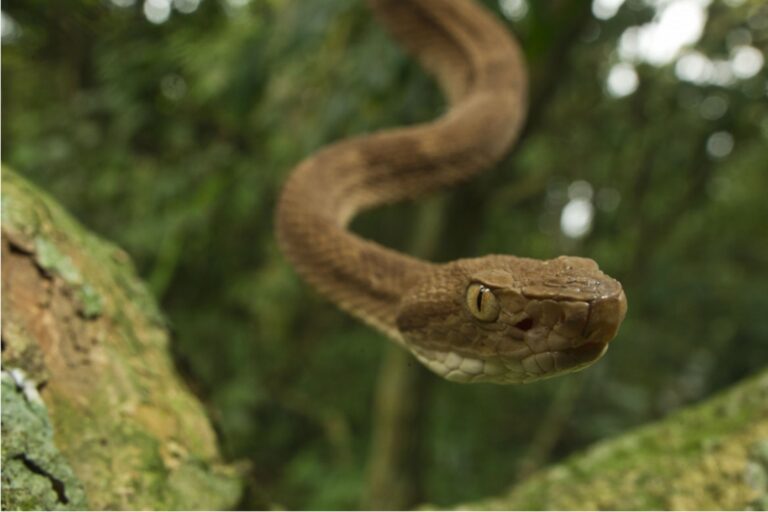 Livro celebra cem anos da descrição da jararaca-ilhoa com alerta sobre conservação da serpente endêmica