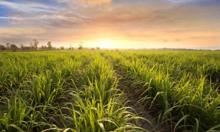 Projeto estuda como potencializar o crescimento da cana de açúcar