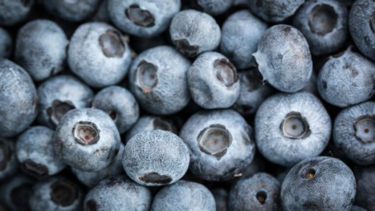 Açaí promove benefícios ambientais e climáticos a partir do manejo sustentável