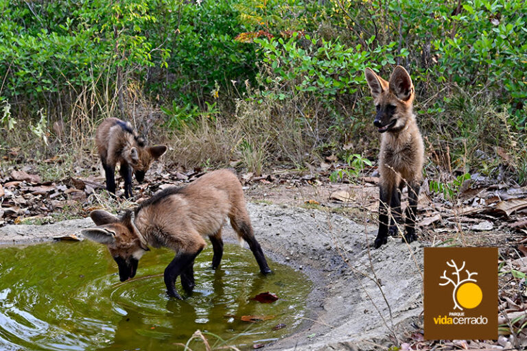 Parque Vida Cerrado desenvolve protocolo inédito para reintrodução de lobos-guará, espécie ameaçada de extinção
