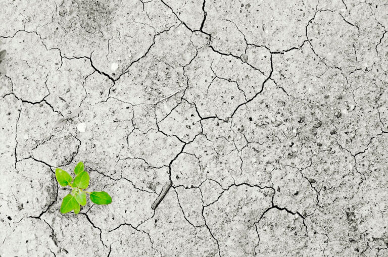 A crise climática e a carestia alimentar