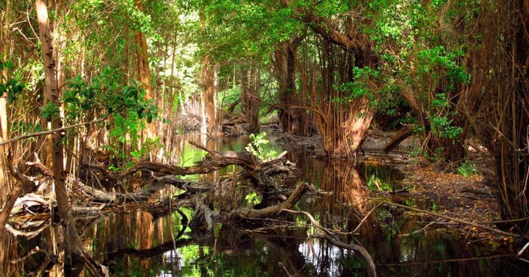 Mangue em água doce
