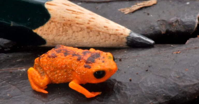 Desajeitado, mas encantador: o mini-sapo brasileiro que seduz cientistas