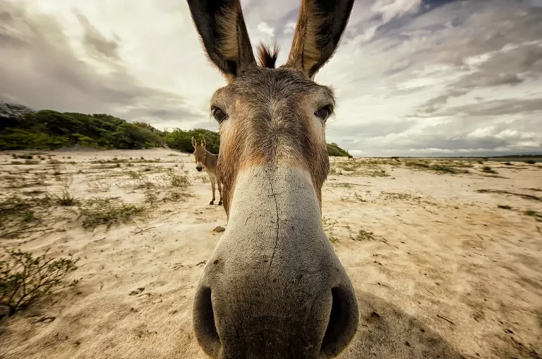 ONGs denunciam abate ilegal de jumentos para venda da pele na China