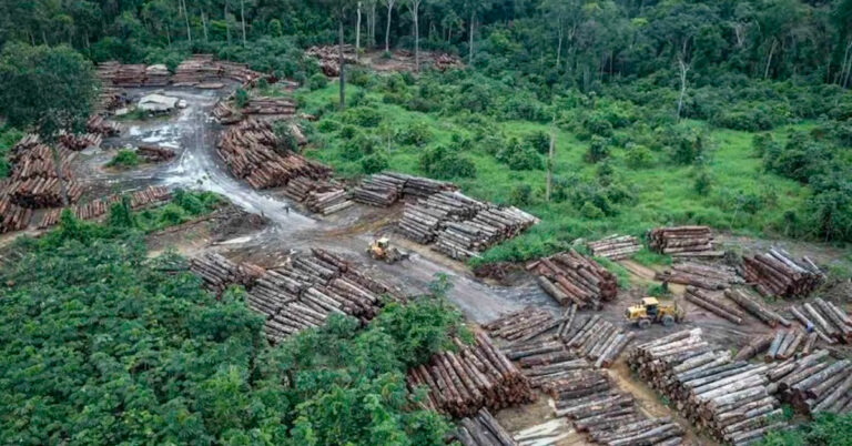 Amazônia registra recorde de desmatamento no primeiro semestre de 2022
