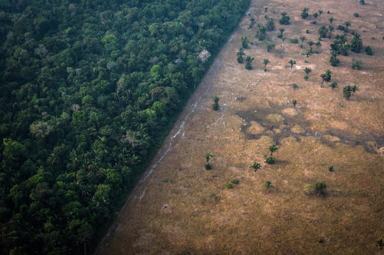WWF-Brasil lança curta documental sobre o ponto de não retorno da Amazônia