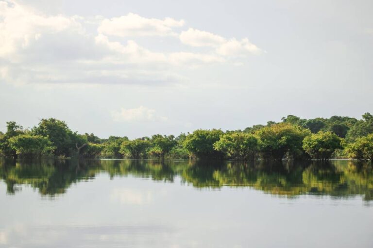 Fundação Amazônia Sustentável usa tecnologia de dados da SAP para alavancar conservação ambiental e empreendedorismo na Amazônia