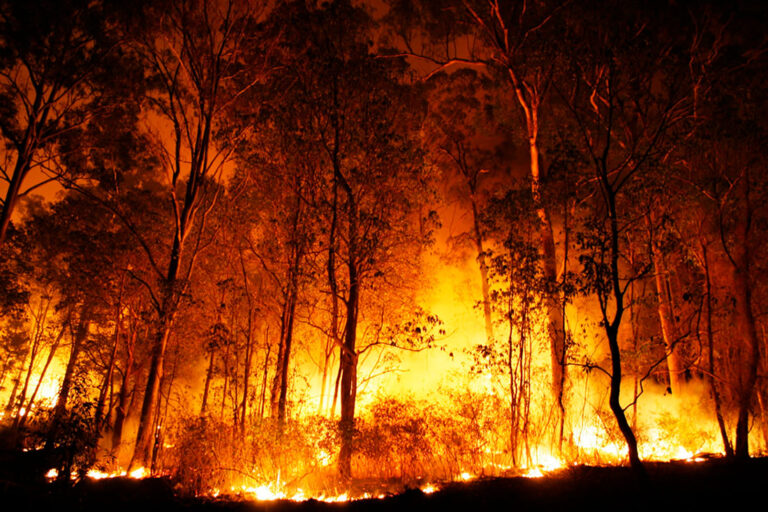 Área queimada no Brasil cresce 79% em 2024 e supera os 30 milhões de  hectares