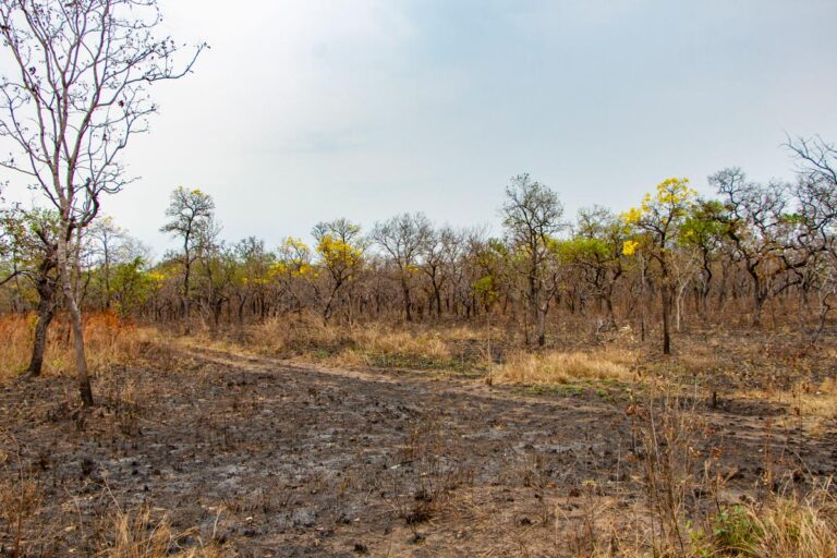 Projeto Noleedi abre caminho para uma nova maneira de lidar com o fogo no Pantanal
