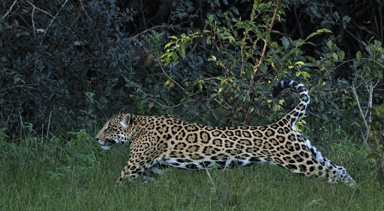 Projeto preservacionista da onça Pintada no Pantanal Mato-grossense envolve o setor de turismo e fazendeiros