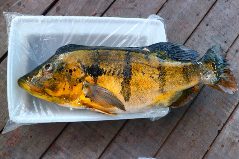 Estudo mostra que garimpo ilegal já ameaça consumo de peixe em Roraima