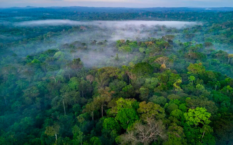 Paradoxo Amazônico – Os problemas da Amazônia também são oportunidades