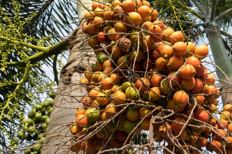 Natureza&nbsp; e alimentos: Amazônia e Cerrado