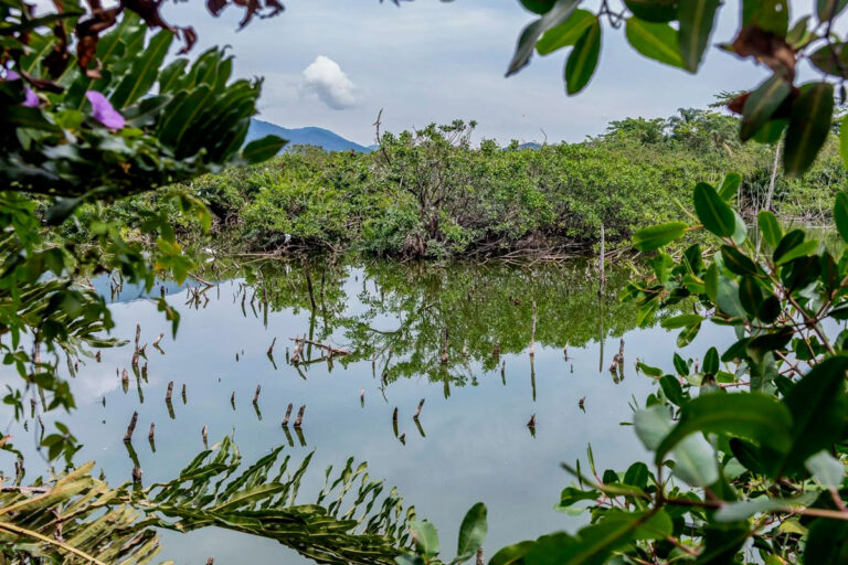 Natureza e alimentos: o manguezal