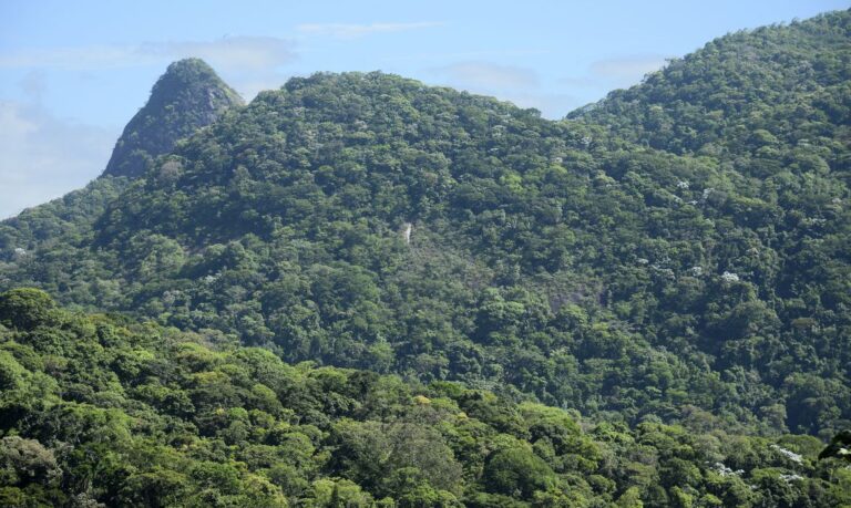 Projeto da Fiocruz vai restaurar, no Rio, área da Mata Atlântica