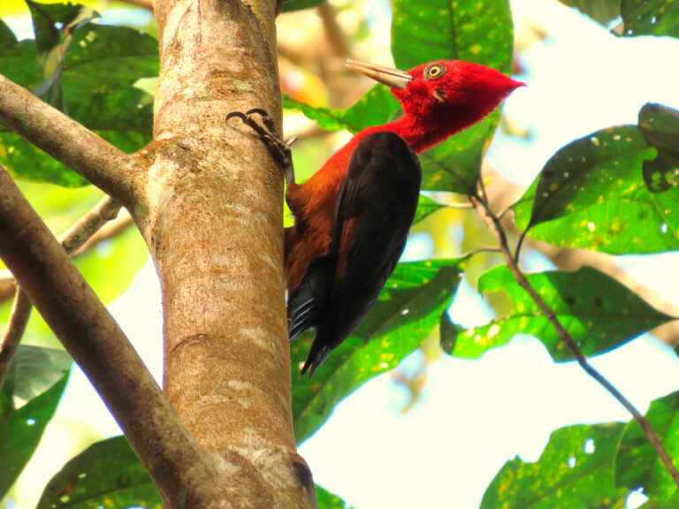 Além dos créditos: projetos do mercado de carbono monitoram e protegem fauna das florestas