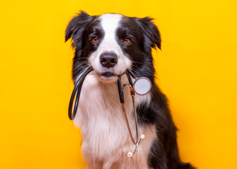 Cachorro castrado e mudança de comportamento: entenda a relação