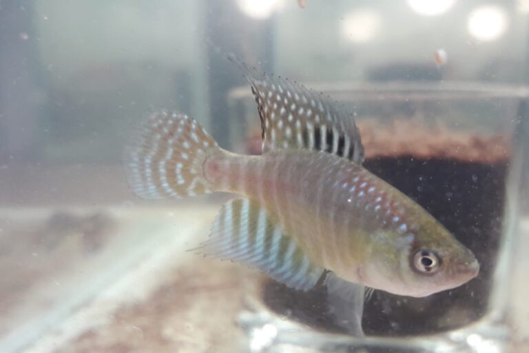 Expedições garantem a conservação dos peixes-das-nuvens