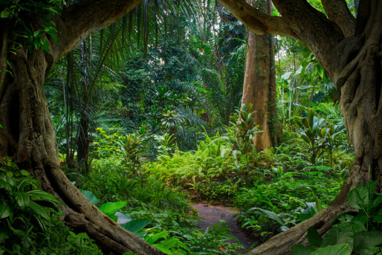 Painel simplifica acesso a dados da flora brasileira ameaçada de extinção