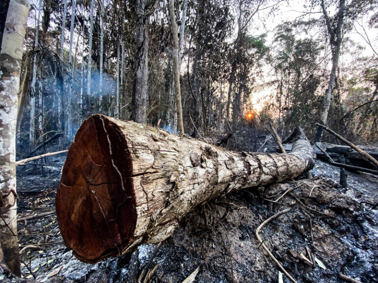 Mato Grosso é líder de queimadas na Amazônia no primeiro semestre de 2023