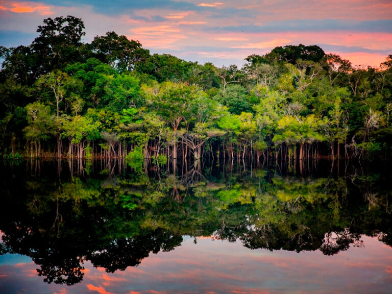 Cúpula da Amazônia: declaração final precisa incluir a bioeconomia, dizem especialistas