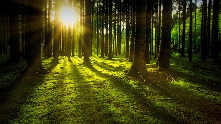 Mudanças do uso da terra são caminho mais econômico para Brasil cumprir sua meta net zero 