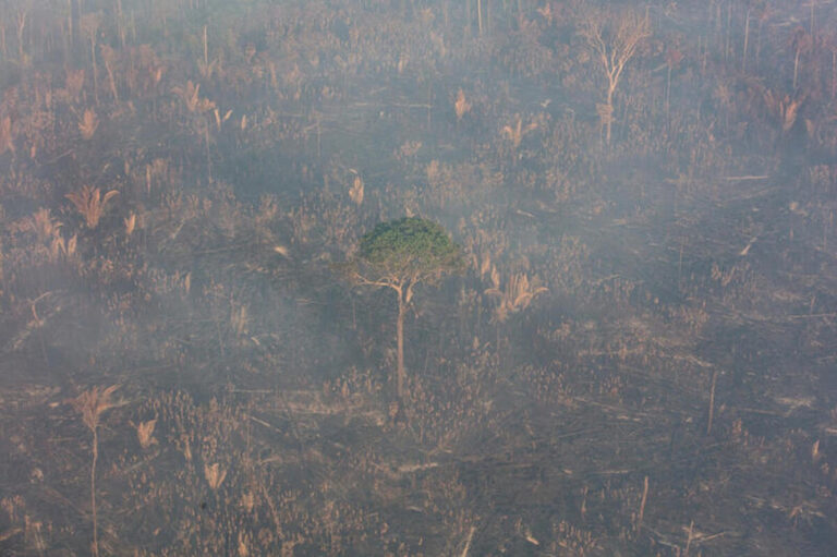 Amazônia e Cerrado possuem 86% da área queimada nos últimos 40 anos 