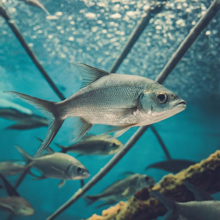 86% dos brasileiros afirmam que não comprariam peixes de criadores que ignoram o bem-estar dos animais
