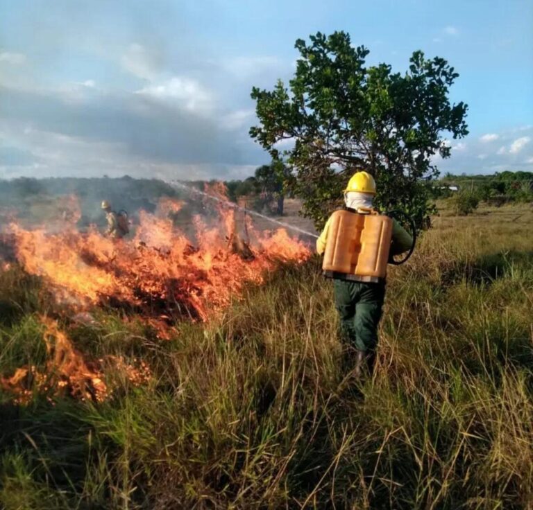 Roraima vive crise humanitária com aumento de 310% dos números de focos de incêndio 