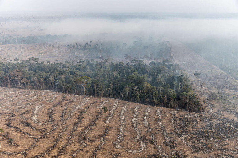 IPAM e Banco Mundial criam plataforma que prevê áreas em risco de desmatamento na Amazônia Legal